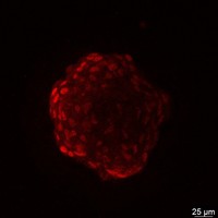 2025_09_12_SFEROIDY_5-deepred-gain_943-001__z24_z00_ch00_SV.jpg