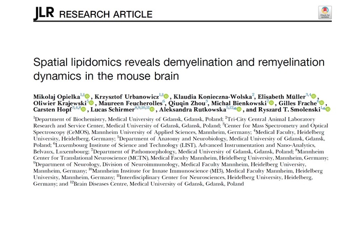 Spatial lipidomics reveals demyelination and remyelination dynamics in the mouse brain.