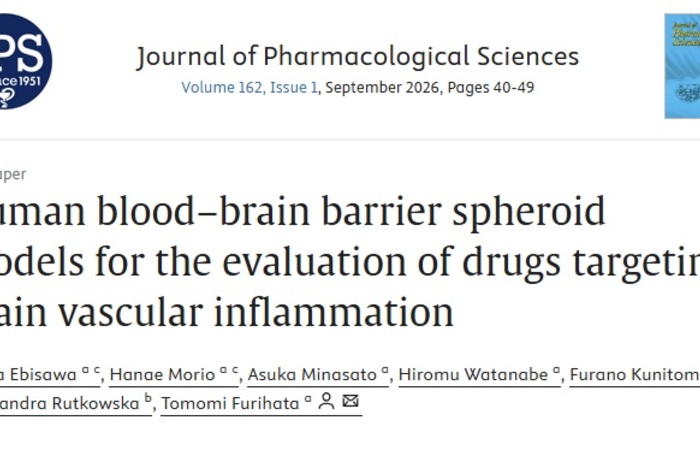 Human blood–brain barrier spheroid models for the evaluation of drugs targeting brain vascular inflammation